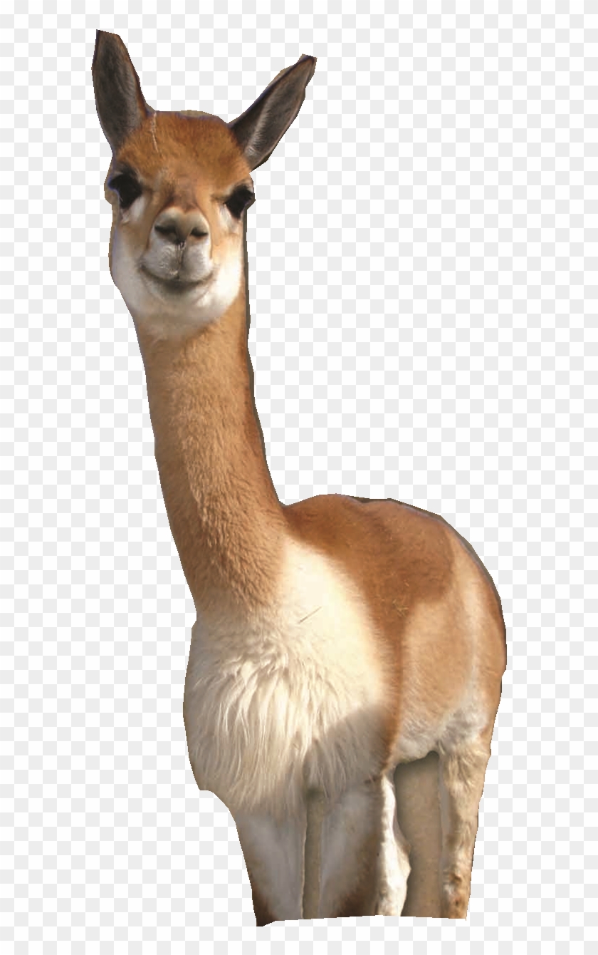 Alpaca Png - Vicuña Png Clipart