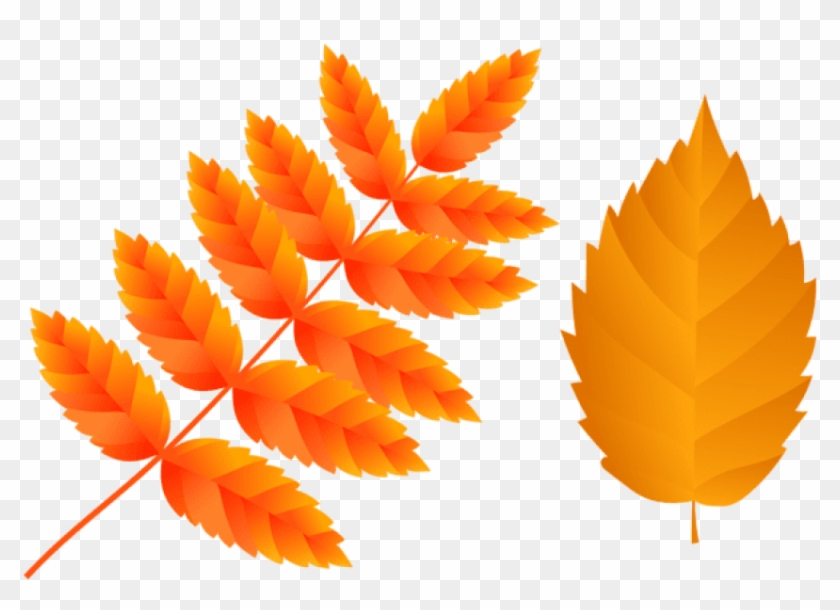 Free Png Two Orange Fall Leaves Png Images Transparent - Illustration Clipart #285503