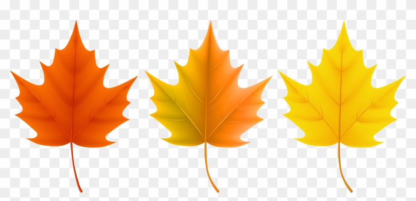 This Site Contains All Information About Fall Leaf - Different Fall Leaves Clipart