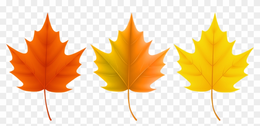 This Site Contains All Information About Fall Leaf - Different Fall Leaves Clipart #285636