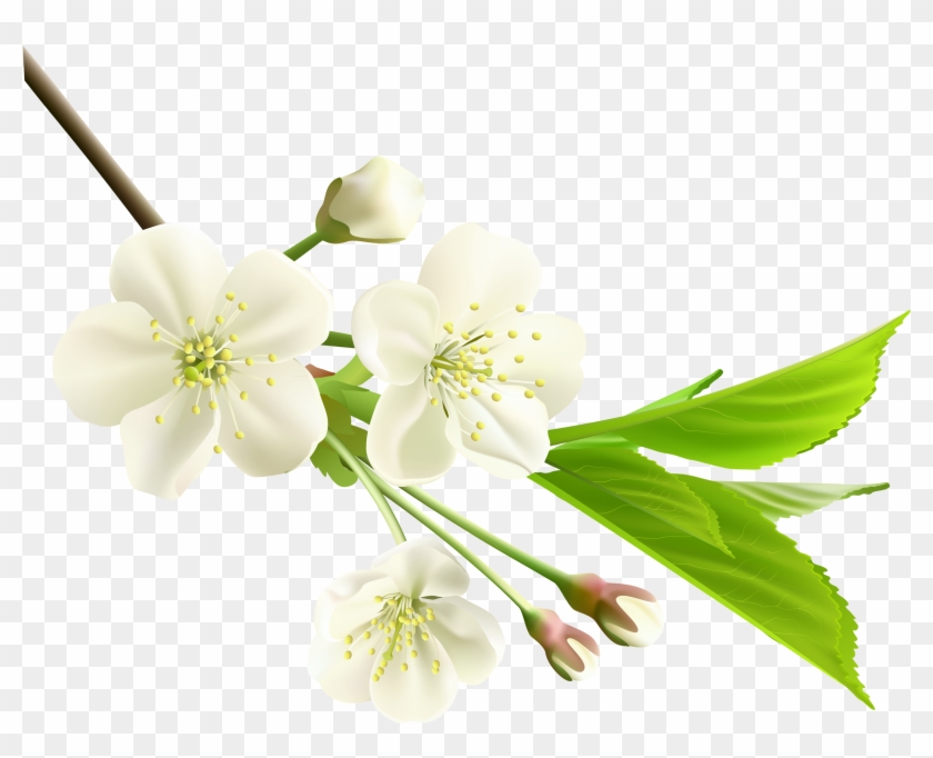 Spring Branch With White Tree Flowers Png Clipart - White Cherry Blossom Png Transparent Png