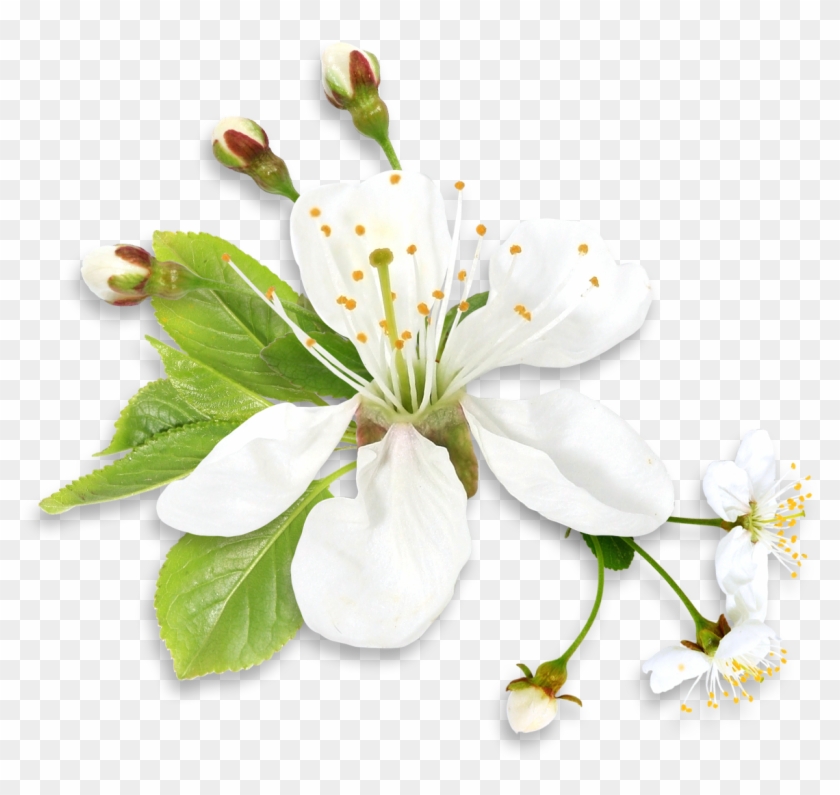 White And Green Flowers Png Clipart