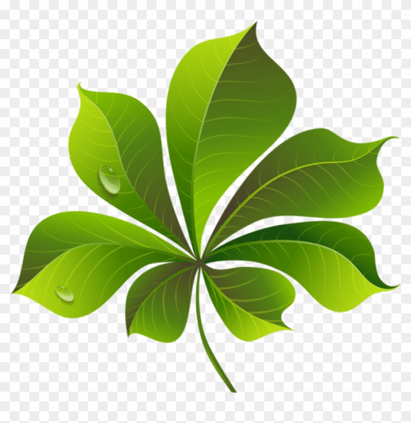 Fall Green Leaf Png - Leaf Png Clip Art Transparent Png #285778