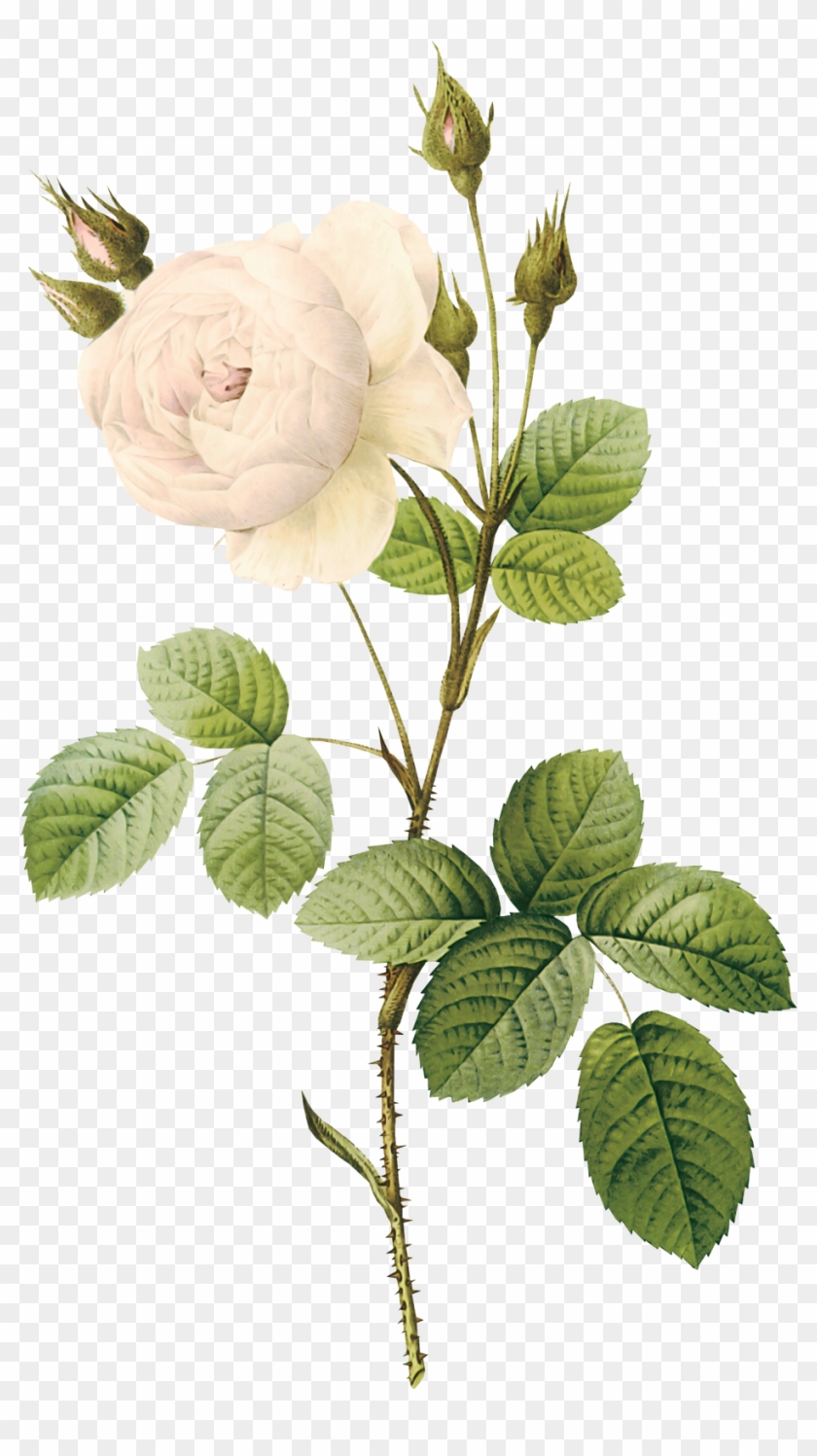White Roses - White Flower Illustration Png Clipart #285836