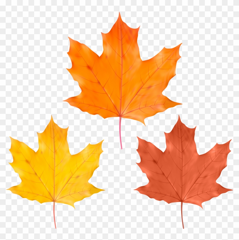 Fall Leaf Png Clipart #285837