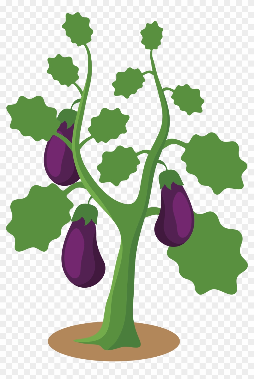 Big Image - Eggplant Plant Clipart - Png Download #285882