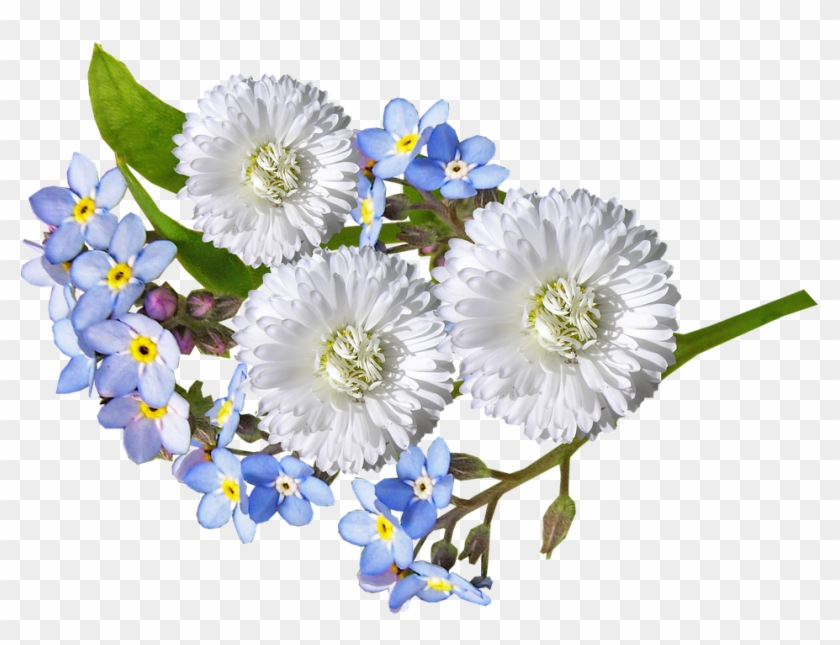 Daisy, White, Blue, Flowers Clipart