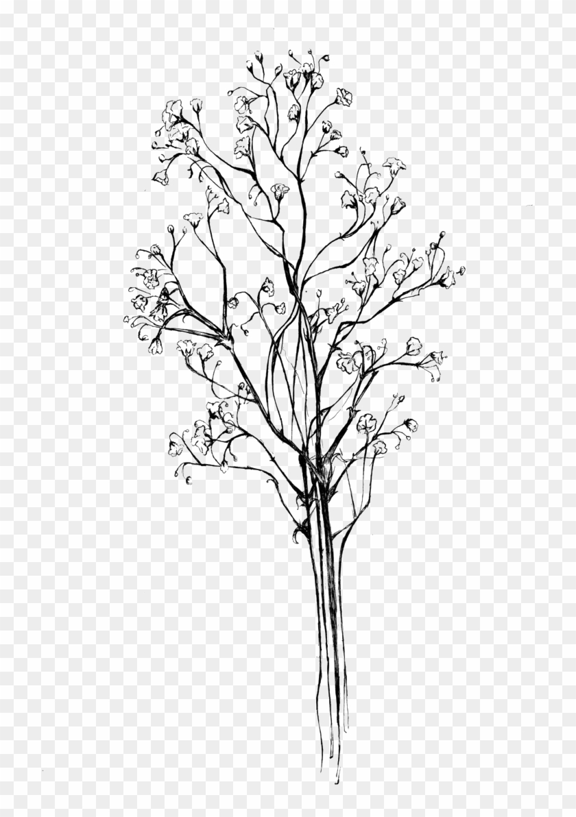 Baby Breath Flowers Png Clipart #286553