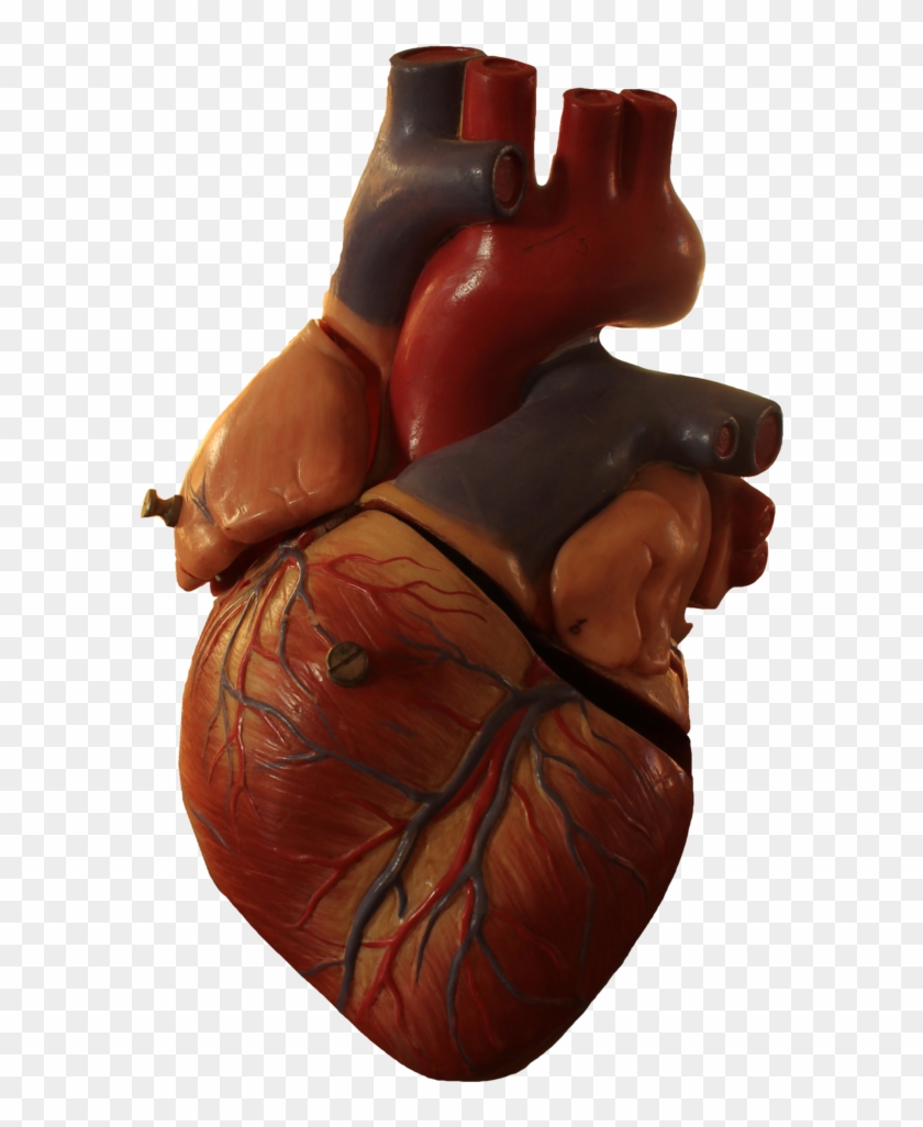 Interesting Facts About Humans, Anatomical Heart, Human - Heart Human Transparent Clipart #286651