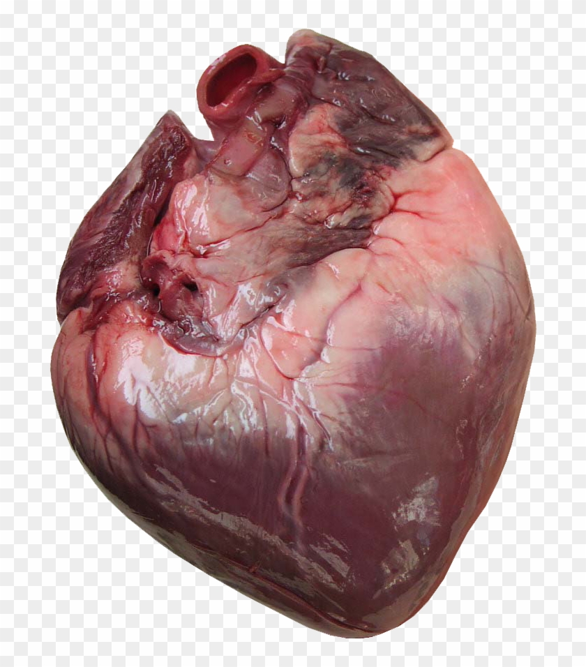 Histology Of The Heart - Does A Human Heart Look Like Clipart #286669