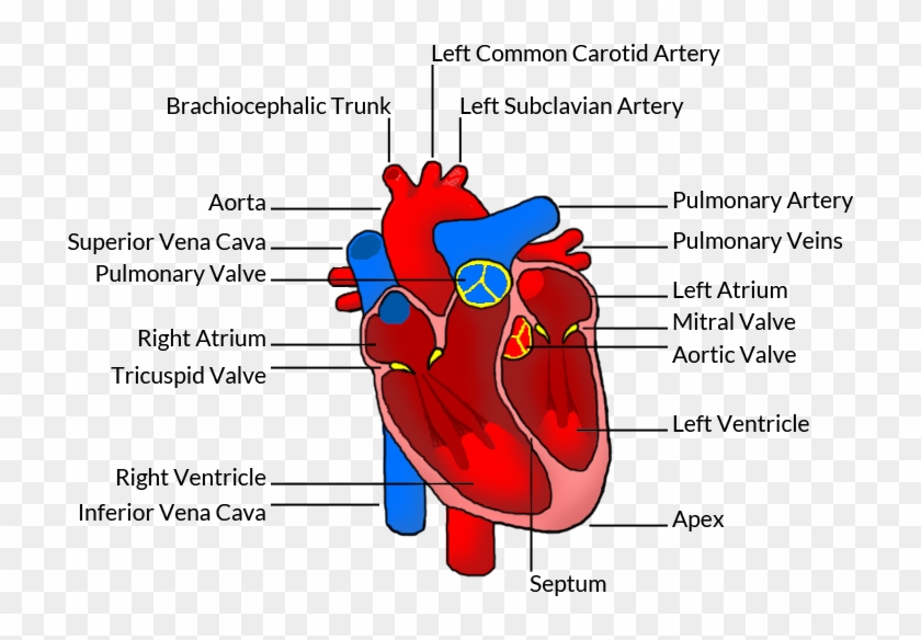 images Human Heart Hd Png human heart clipart 286820 pikpng