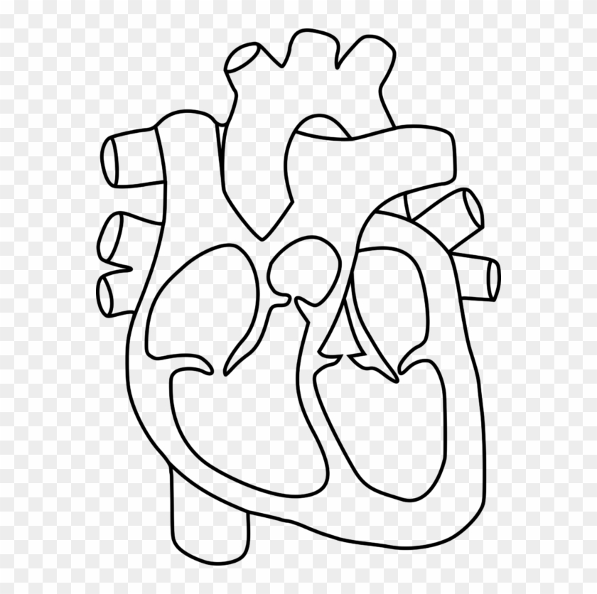 Human Heart Clipart Group Jpg Royalty Free - Heart Structure Without Labels - Png Download #286932