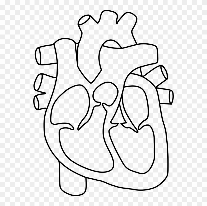 Human Heart Clipart Group Jpg Royalty Free - Heart Structure Without Labels - Png Download