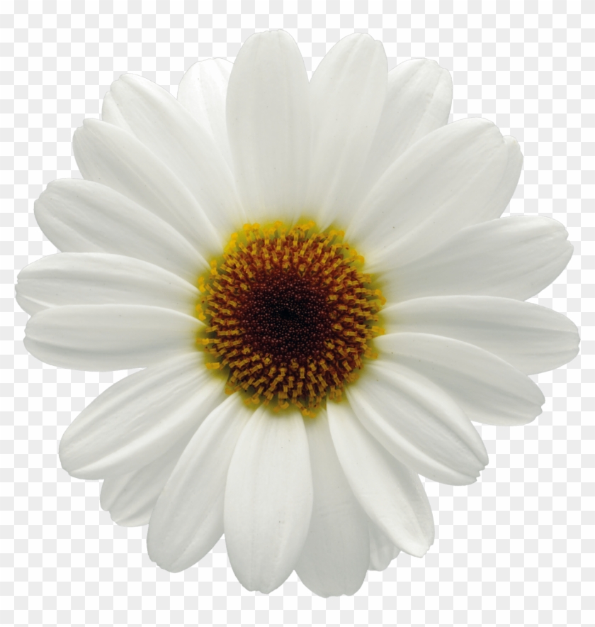 Click - Marguerite Daisy Clipart #287061