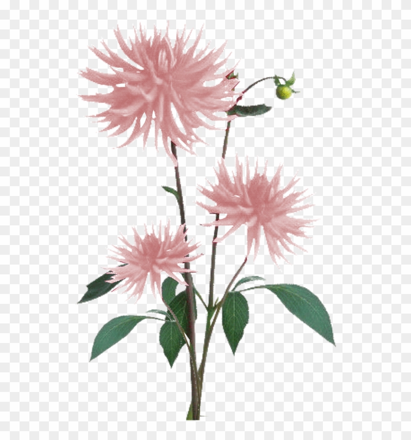 Jacey-light Pink Dahila Plant Texture - Flowers Texture Png Clipart #287119