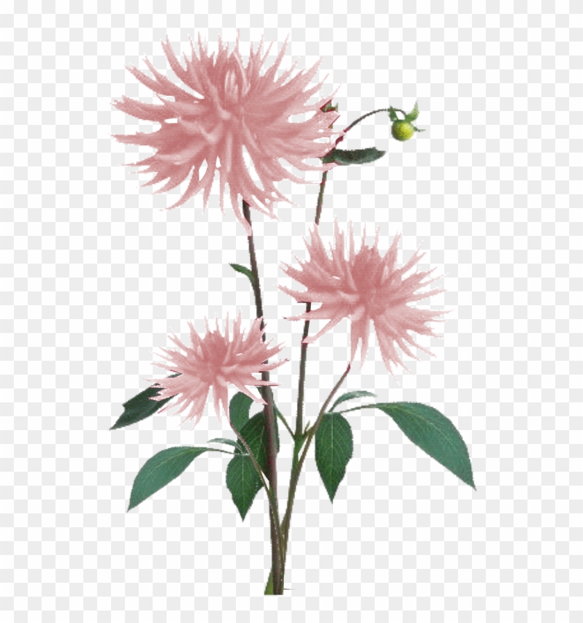Jacey-light Pink Dahila Plant Texture - Flowers Texture Png Clipart