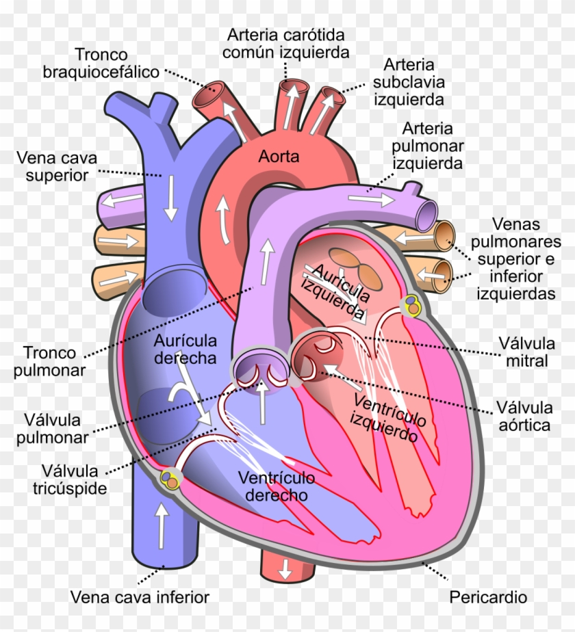 Diagram Of The Human Heart Pt - Human Heart Clipart #287262