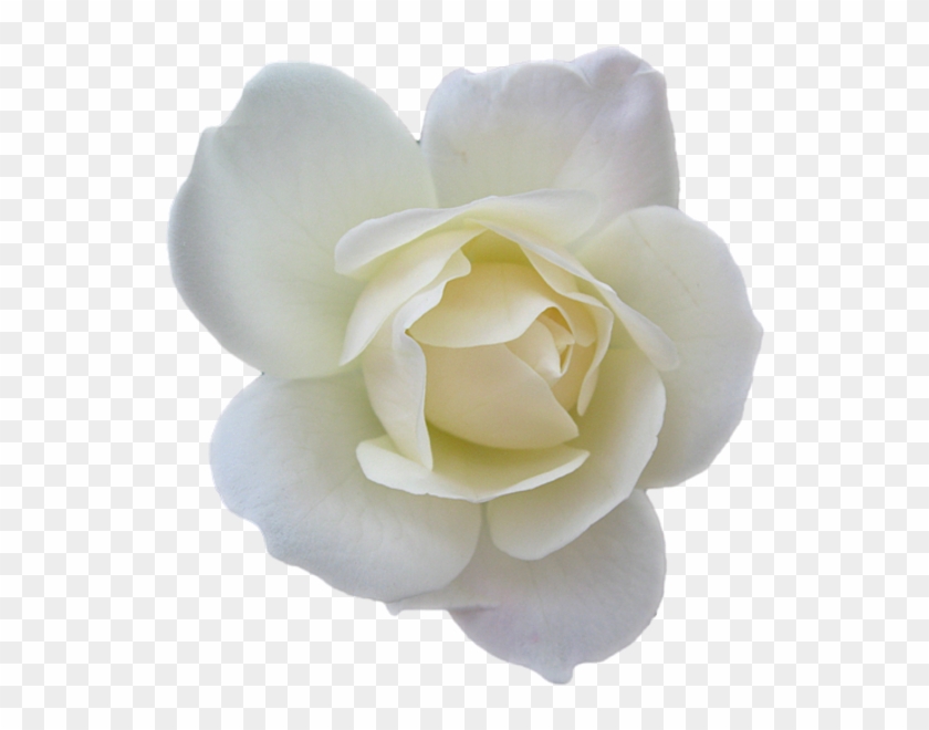 White Flower Png - White Rose Clipart Transparent Png