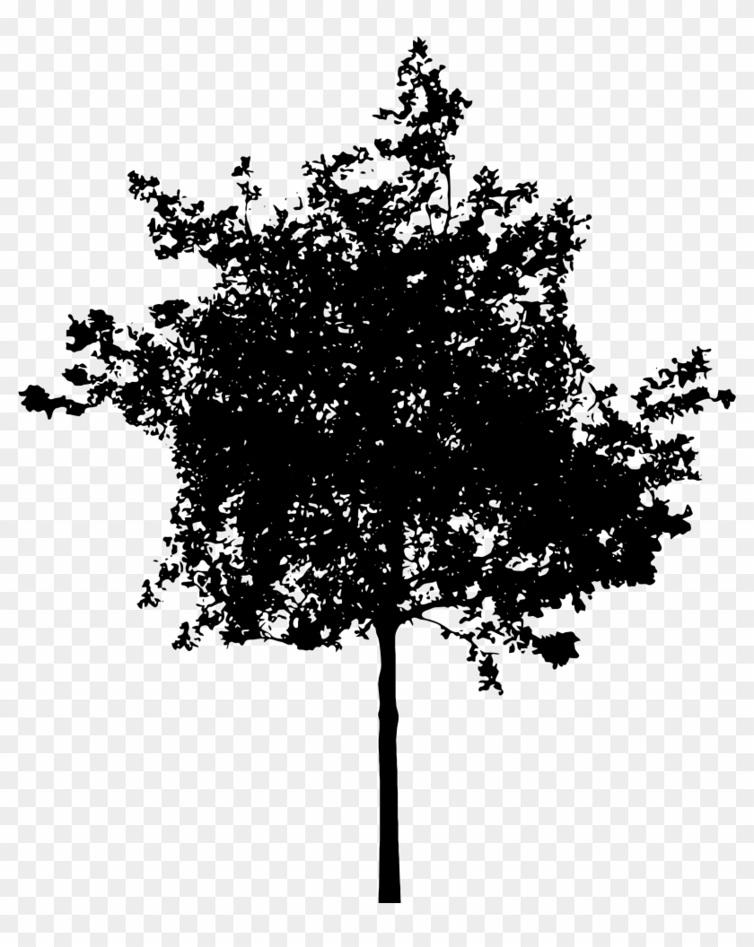 1703 X 2400 4 - Tree Silhouette Transparent Background Clipart #287503