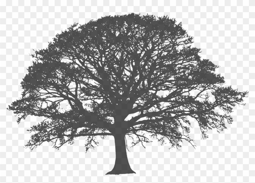 3504 X 2336 5 - Oak Tree Silhouette Png Clipart #287755