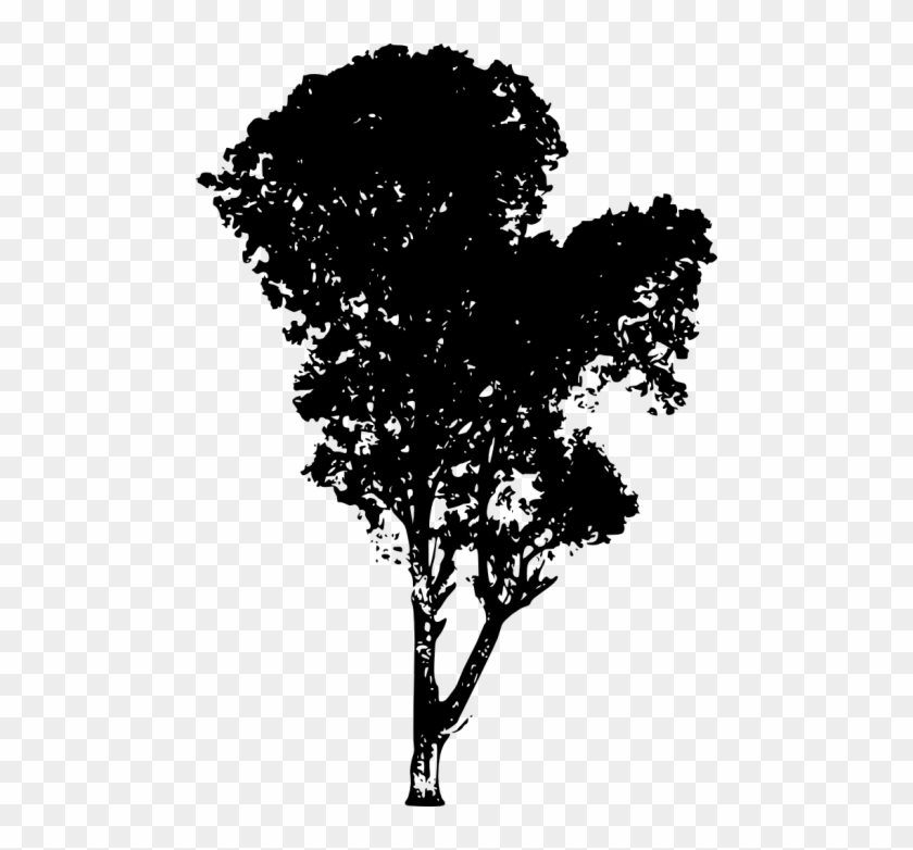 Free Png Tree Silhouette Png - Birch Tree Silhouette Png Clipart #287917