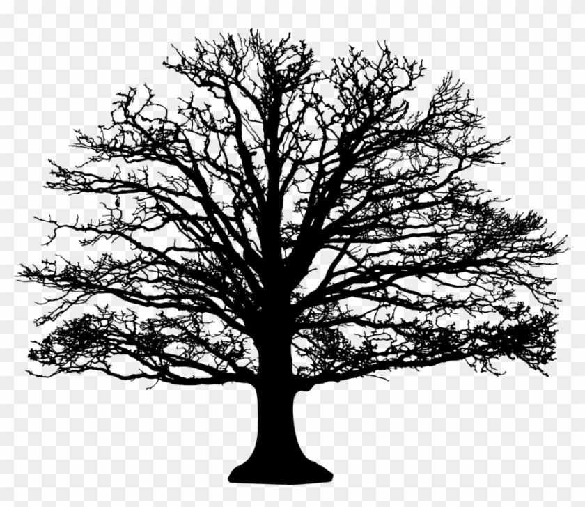 Barren, Leafless, Nature, Plant, Silhouette, Tree - Leafless Tree Silhouette Clipart