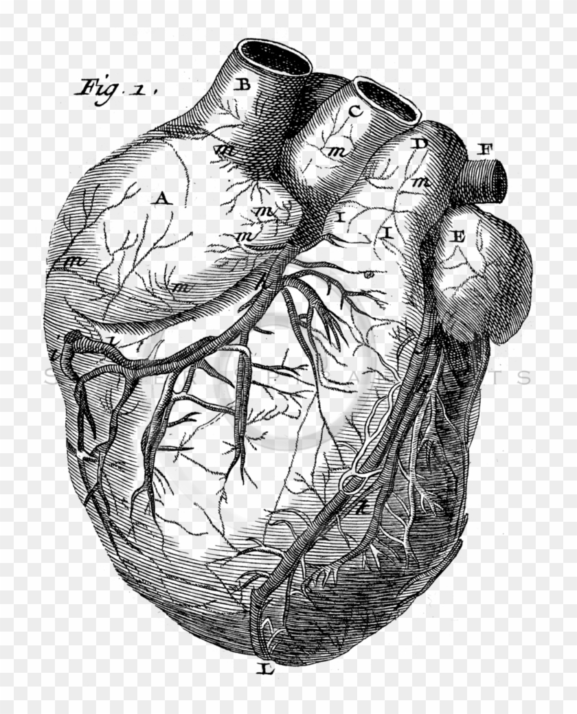 736 X 960 12 - Old Anatomy Drawing Heart Clipart #288317