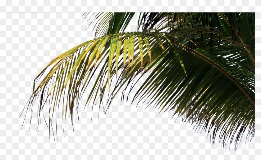 Palms Png - Palm On Beach Png Clipart #288438