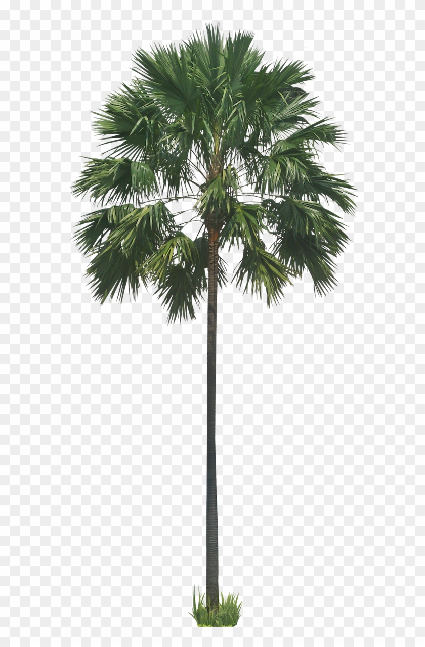 A Collection Of Tropical Plant Images With Transparent - Palm Tree Architecture Clipart #288468