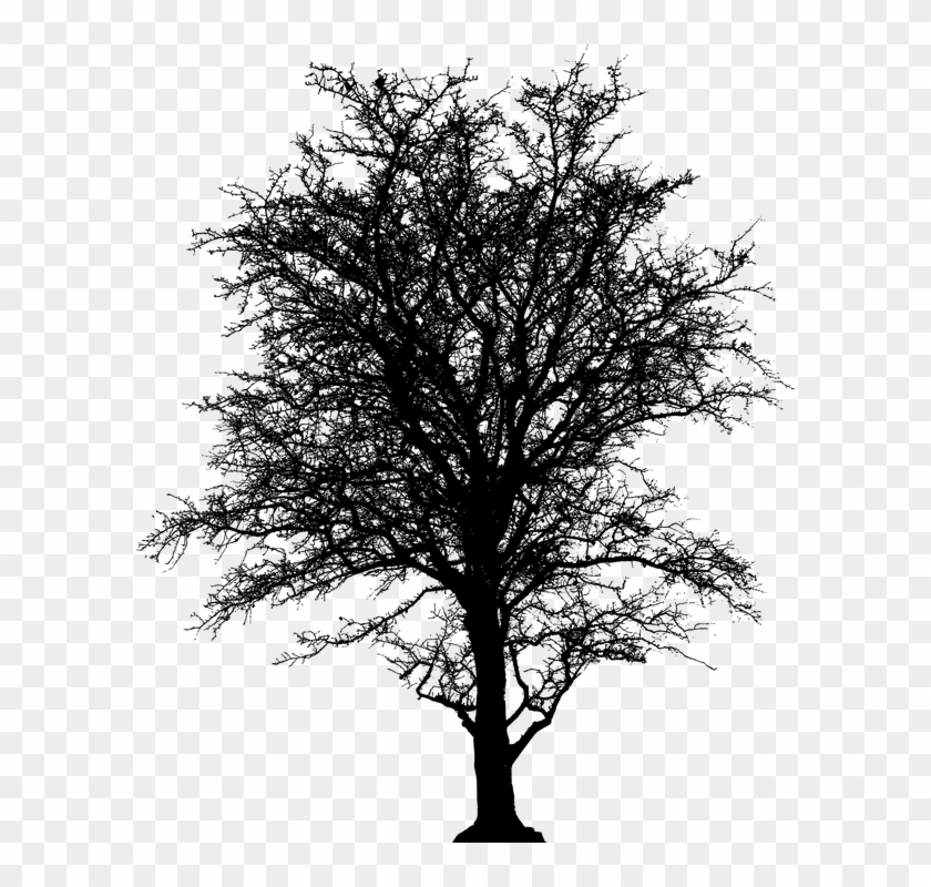 Leafless, Tree, Barren, Plant, Silhouette, Ecology - Leafless Trees Transparent Background Clipart