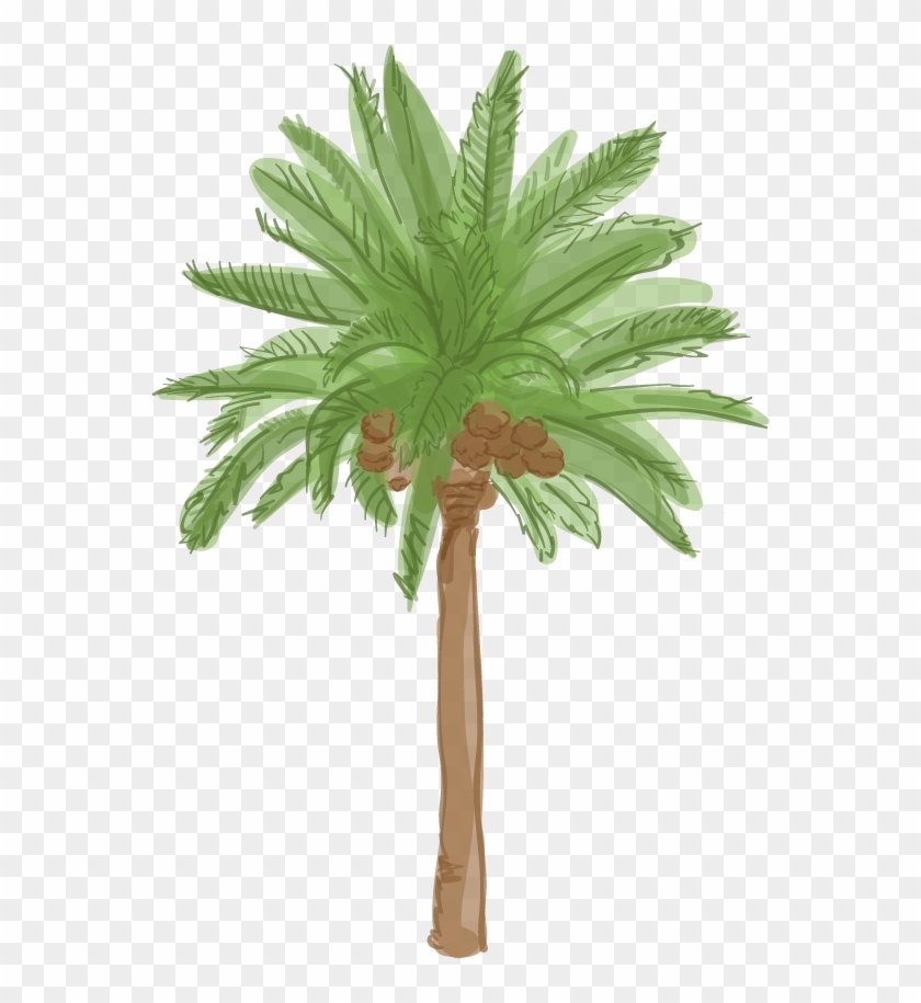 Canary Island Date Palm - Date Palm Clipart #288655