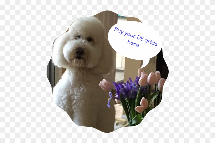 Shrimp Flowers De Grids - Tulip Clipart