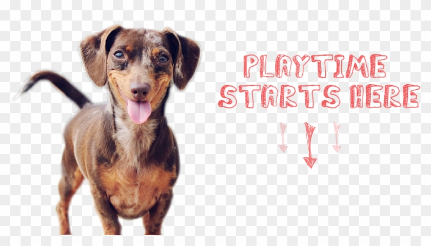 Dogs Need Toys - Smiling Dogs Clipart