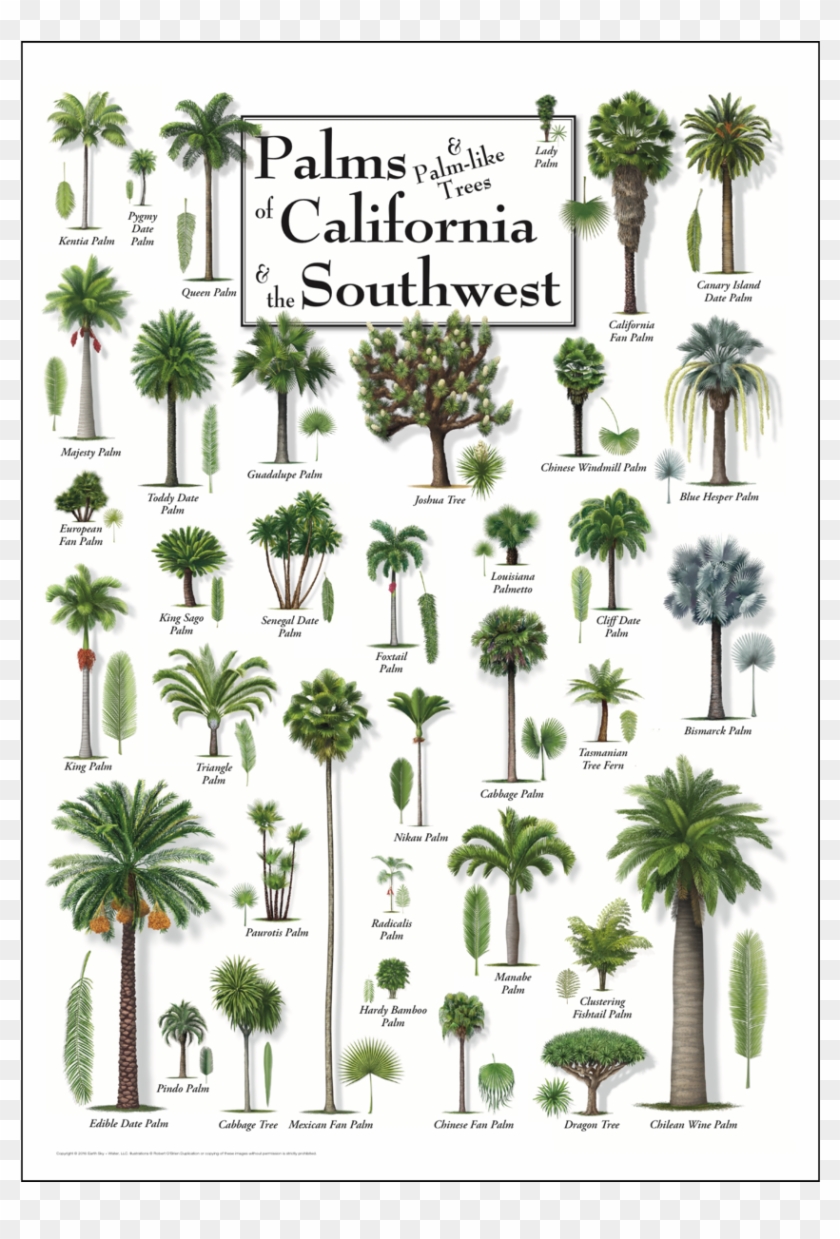 Palm Trees Posters - Palms Of The American Southeast Clipart #289284