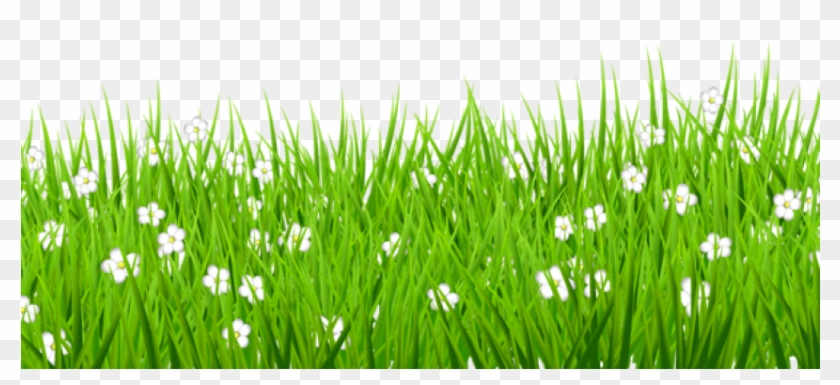 Download Transparent Grass With White Flowers Png Images - Grass On White Background Clipart #289587