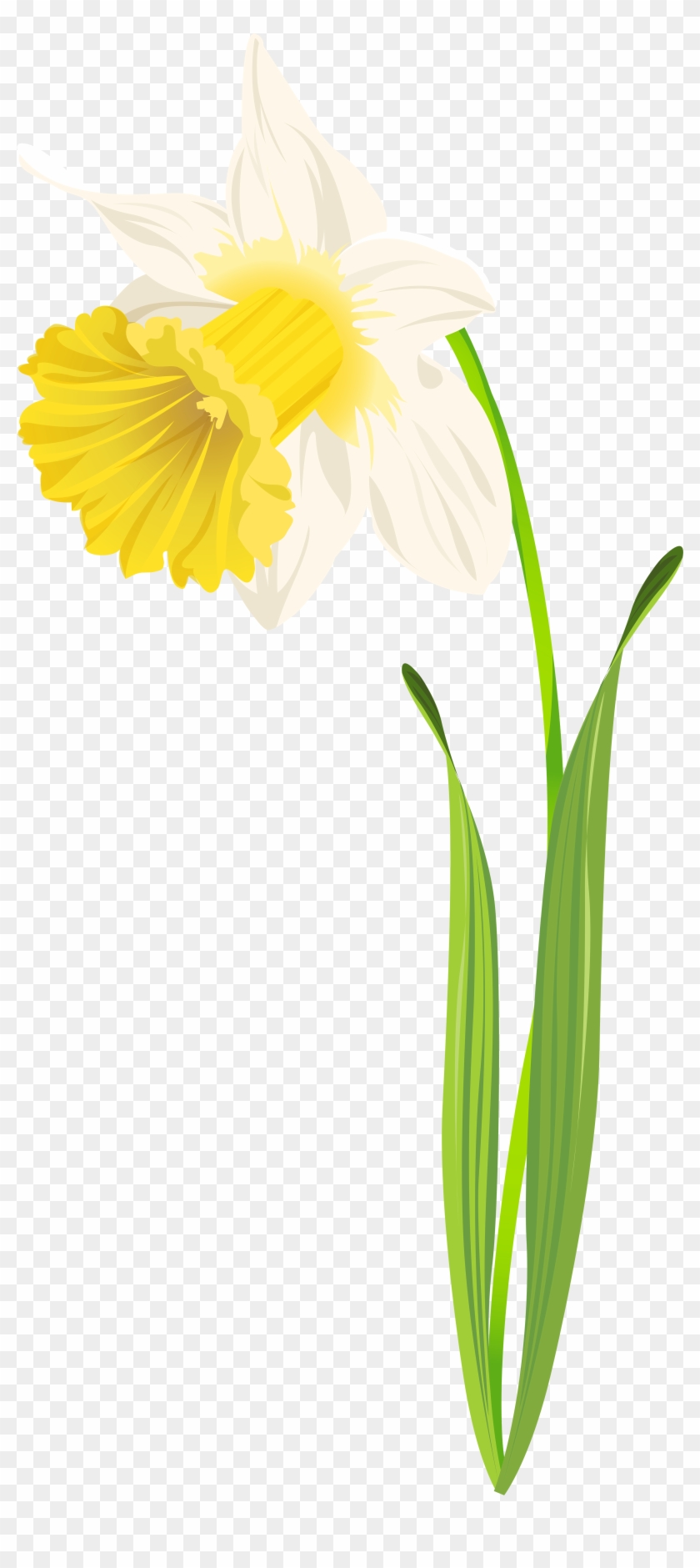 Daffodil Png Clip Art Image - English Marigold Transparent Png
