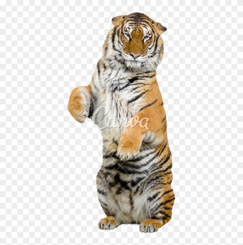 Svg Royalty Free Download Transparent Tiger Standing - Tiger Standing Up On Hind Legs Clipart