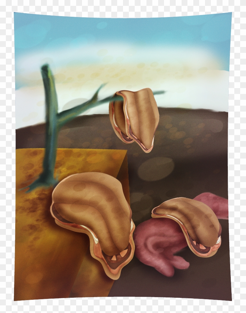 2019 Raúl 'robin' Morales - Still Life Clipart