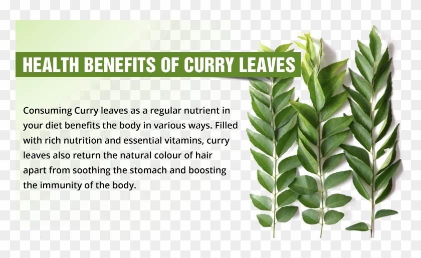 Along With Flavor, Curry Leaves Also Help In Providing - Kari Patta Benefits For Hair Clipart #2807526