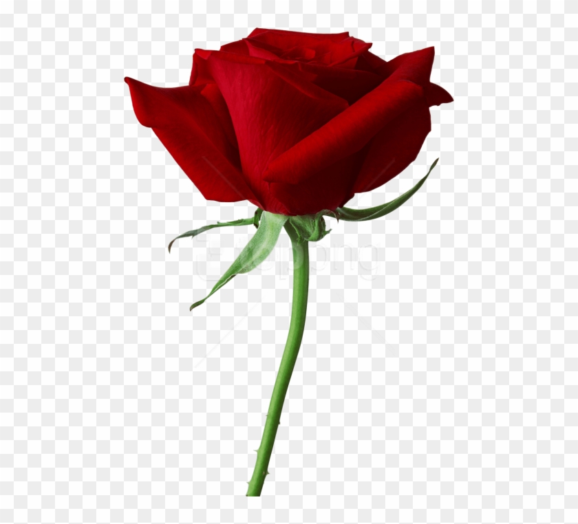 Free Png Download Red Rose Png Images Background Png - Rose Png Clipart #2809670