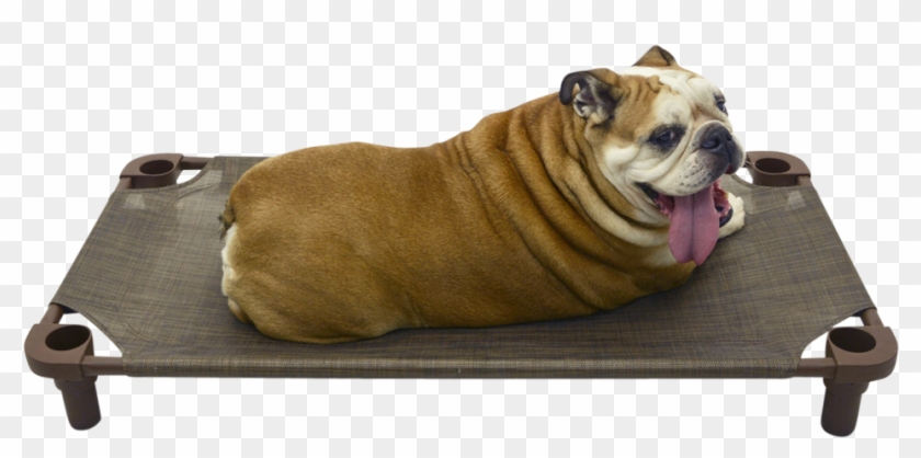 4legs4pets Place Board 40×22 Premium Tweed Cot - Olde English Bulldogge Clipart