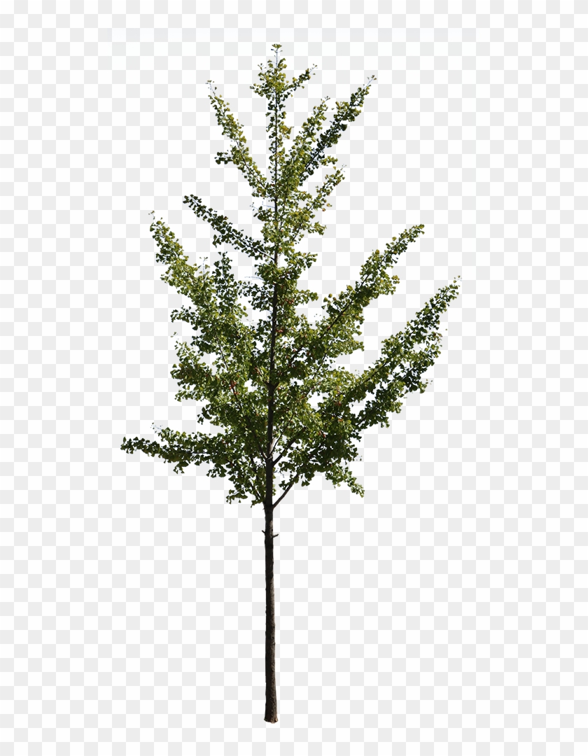 Cutout Trees - Ginkgo Tree Png Clipart #2811401