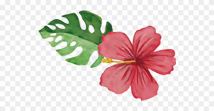 #summertime #summerfun #tropical #flower #pink #flamingo - Chinese Hibiscus Clipart