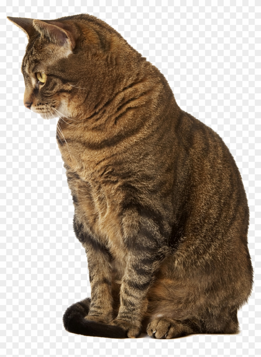 With Blood Clots Veterinary Transparent Background - Sitting Cat No Background Clipart