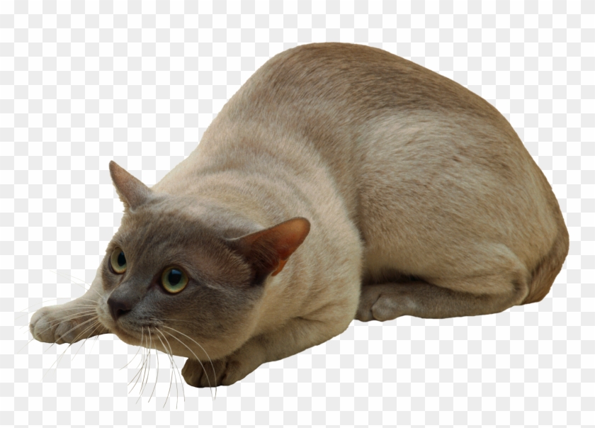 Cat Transparent Png Clipart