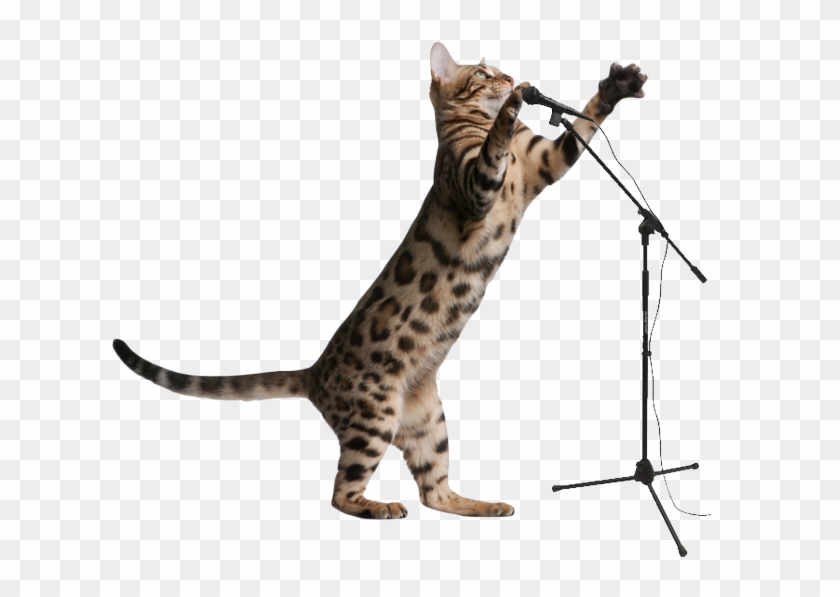 Tour Mic Cat - Cat Jumping Clear Background Clipart
