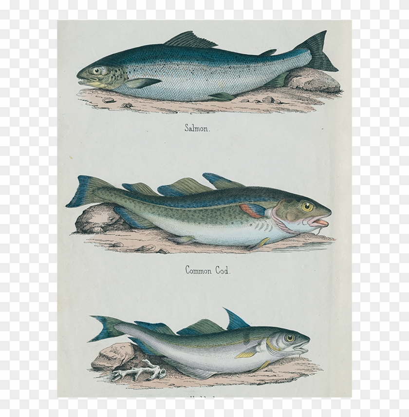 Haddock Cod Clipart #2815010