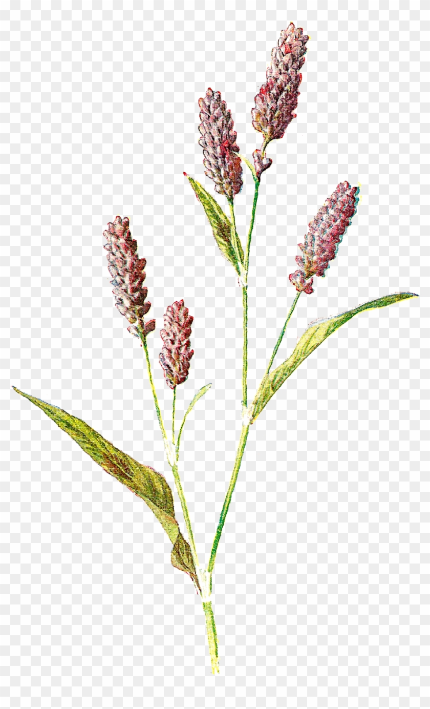 Wildflower Image - Wildflowers Botanical Prints Clipart