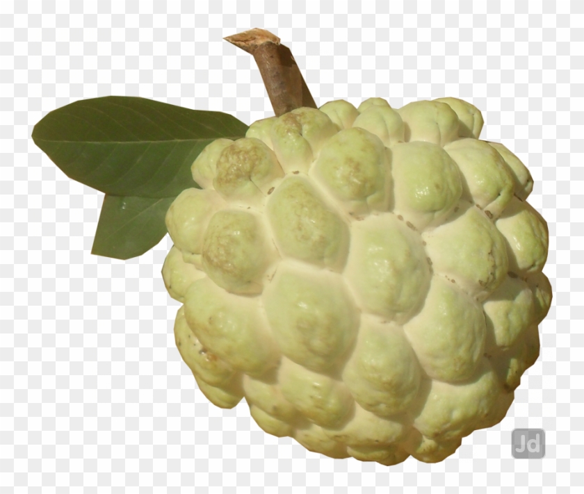 Custard Apple Tree Wholesalers In Mumbai - Nmk Sitafal Clipart #2816809