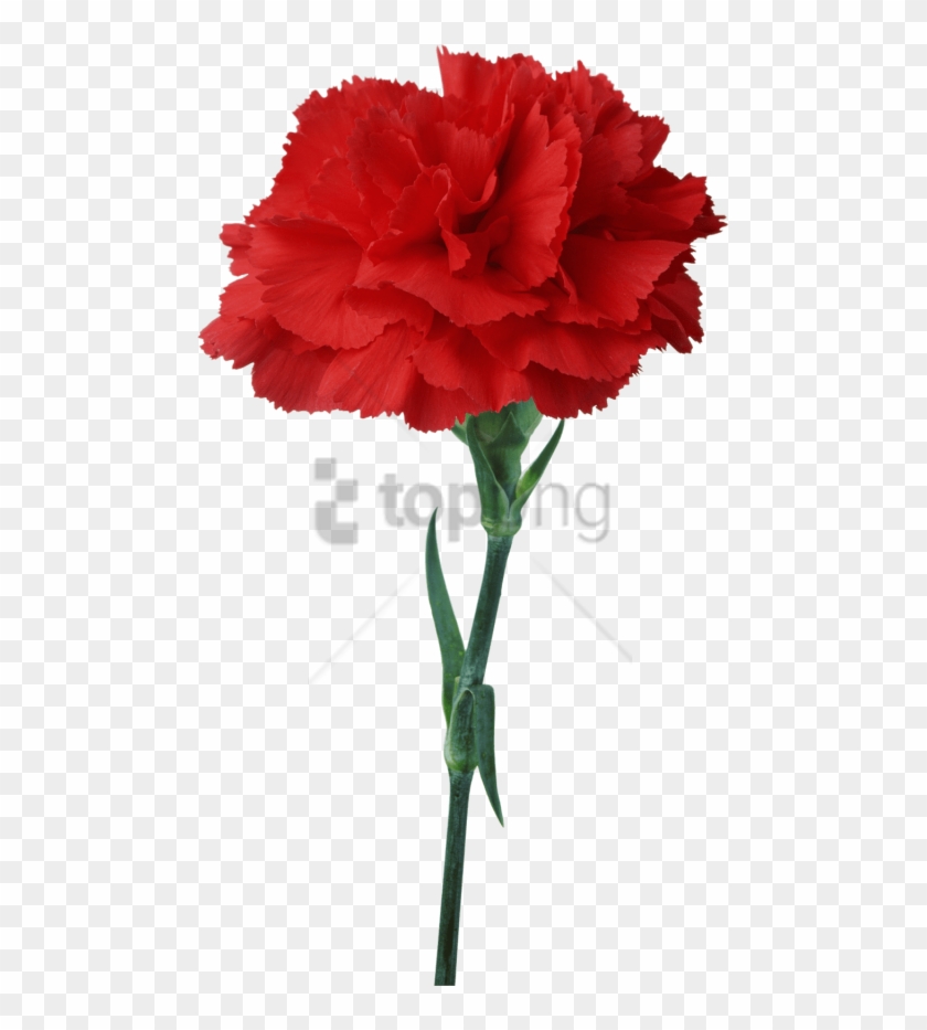 Free Png Carnation Flower Red Floristry- Carnation - Red Carnation Clipart